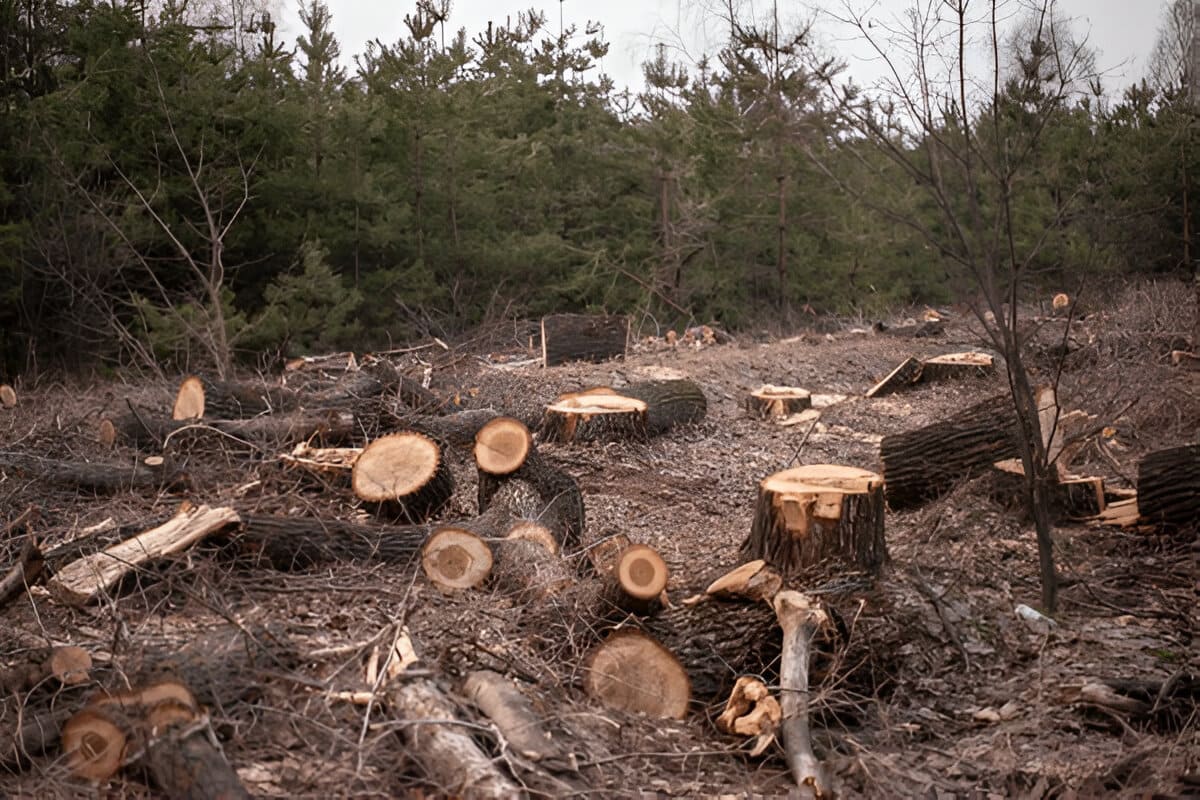 environmental problems and solutions